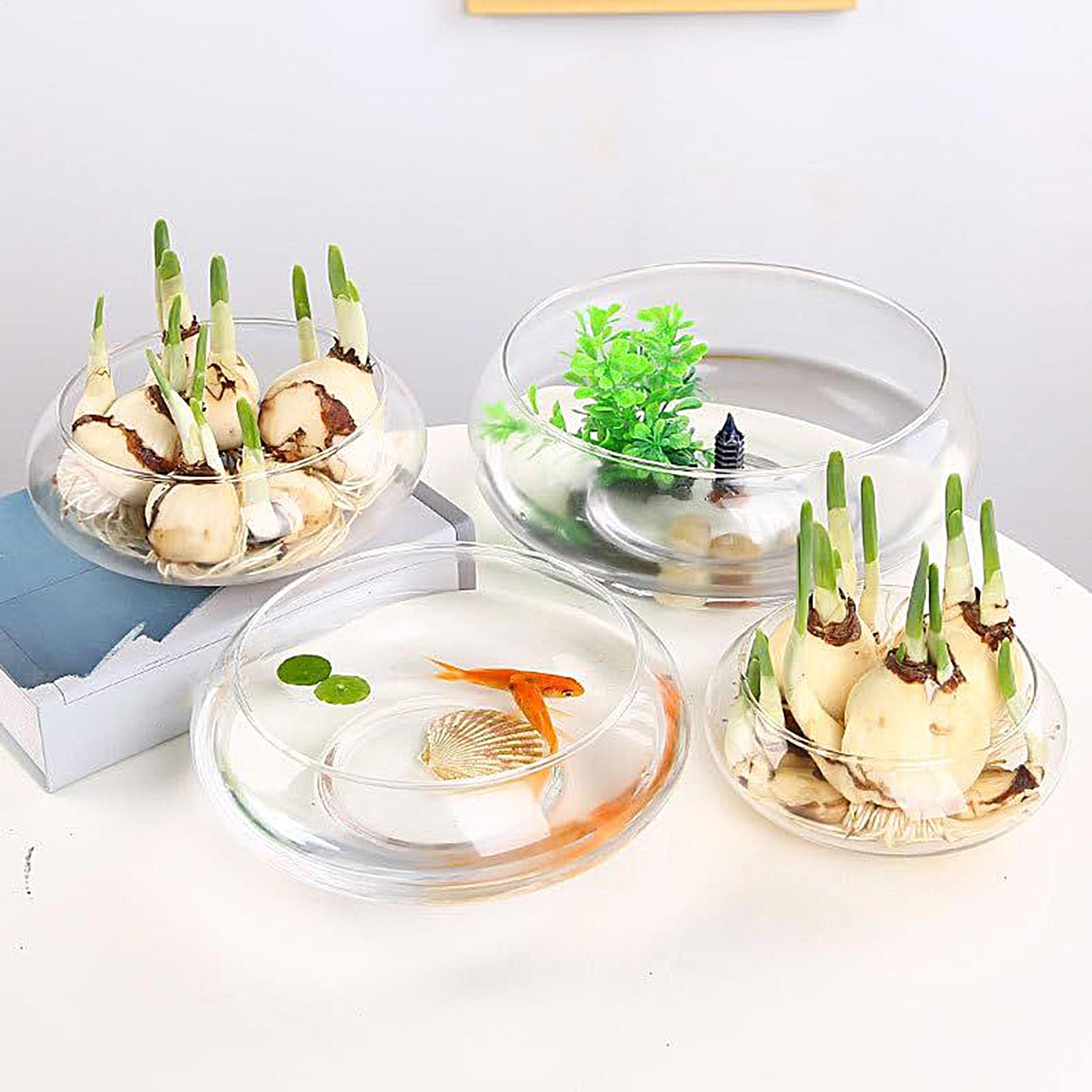 Planted Aquarium With Fish - Fish Glass Bowl Glass Large Hydroponics