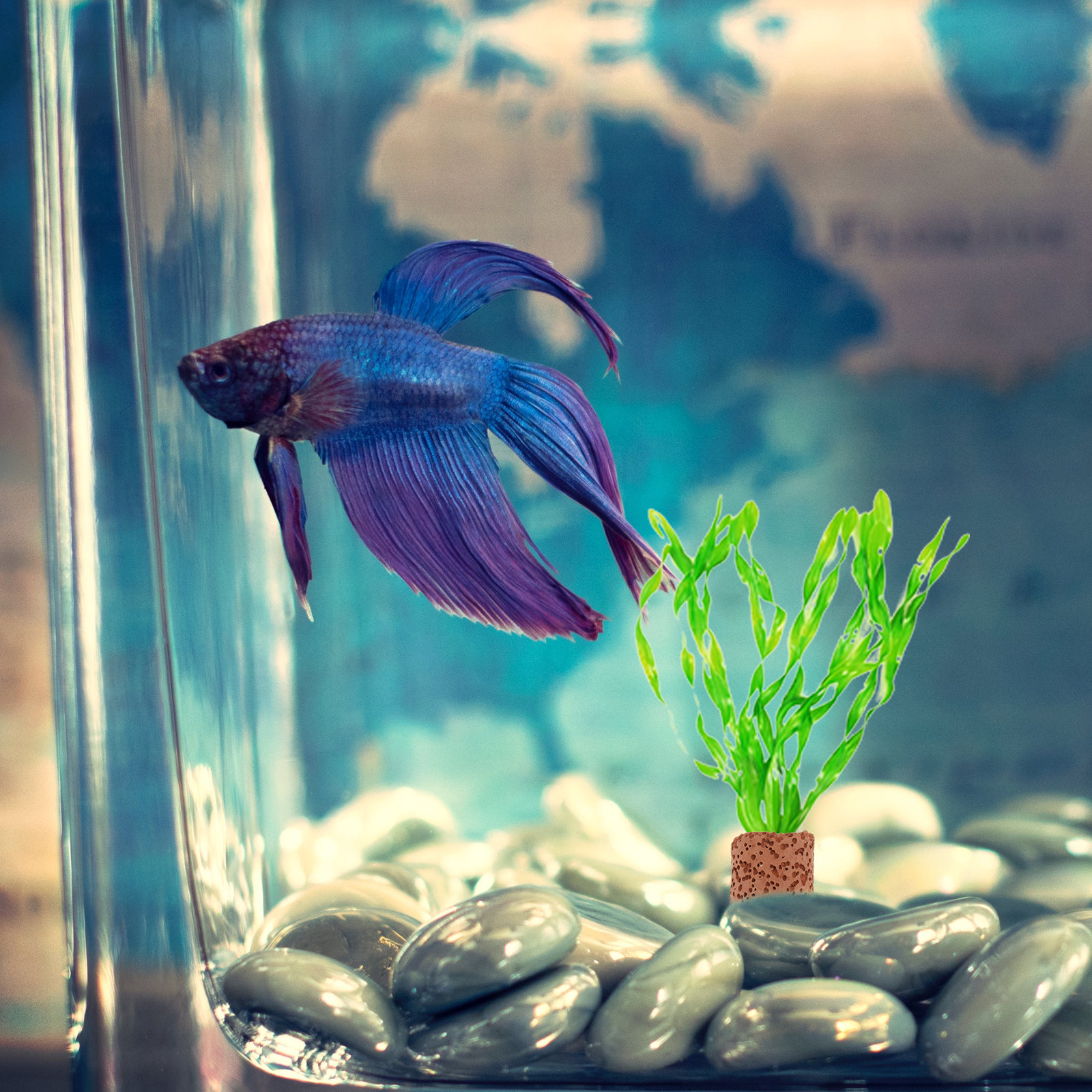 Planted Aquarium With Fish - 10Pcs Water Plant Fixed Ring High