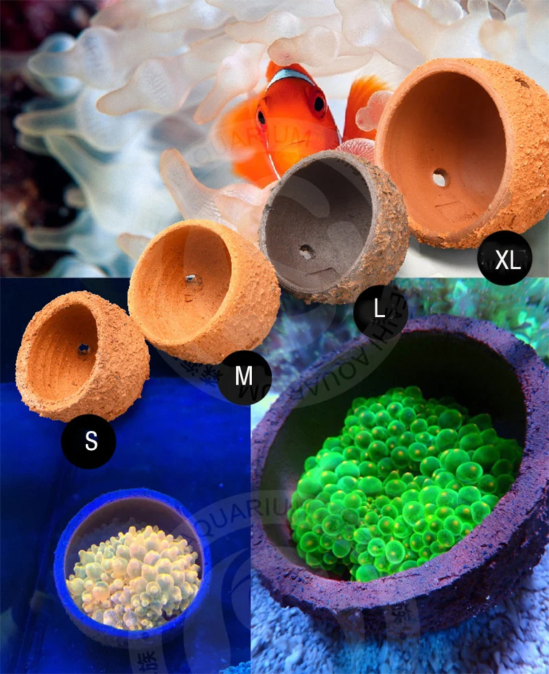 Anemone Nest Prevent Running A - مراجعة Planted Aquarium With Rocks وسعره