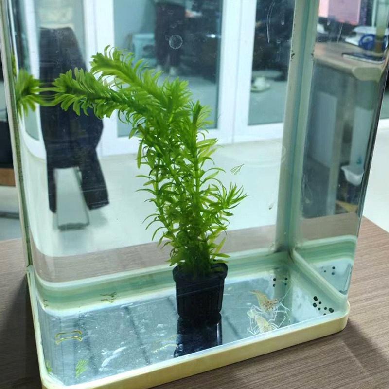 4Pcs Pet Fish Tank Landscaping - مراجعة Aquarium Plant Original وسعره