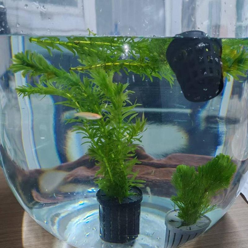 4Pcs Pet Fish Tank Landscaping - مراجعة Aquarium Plant Original وسعره