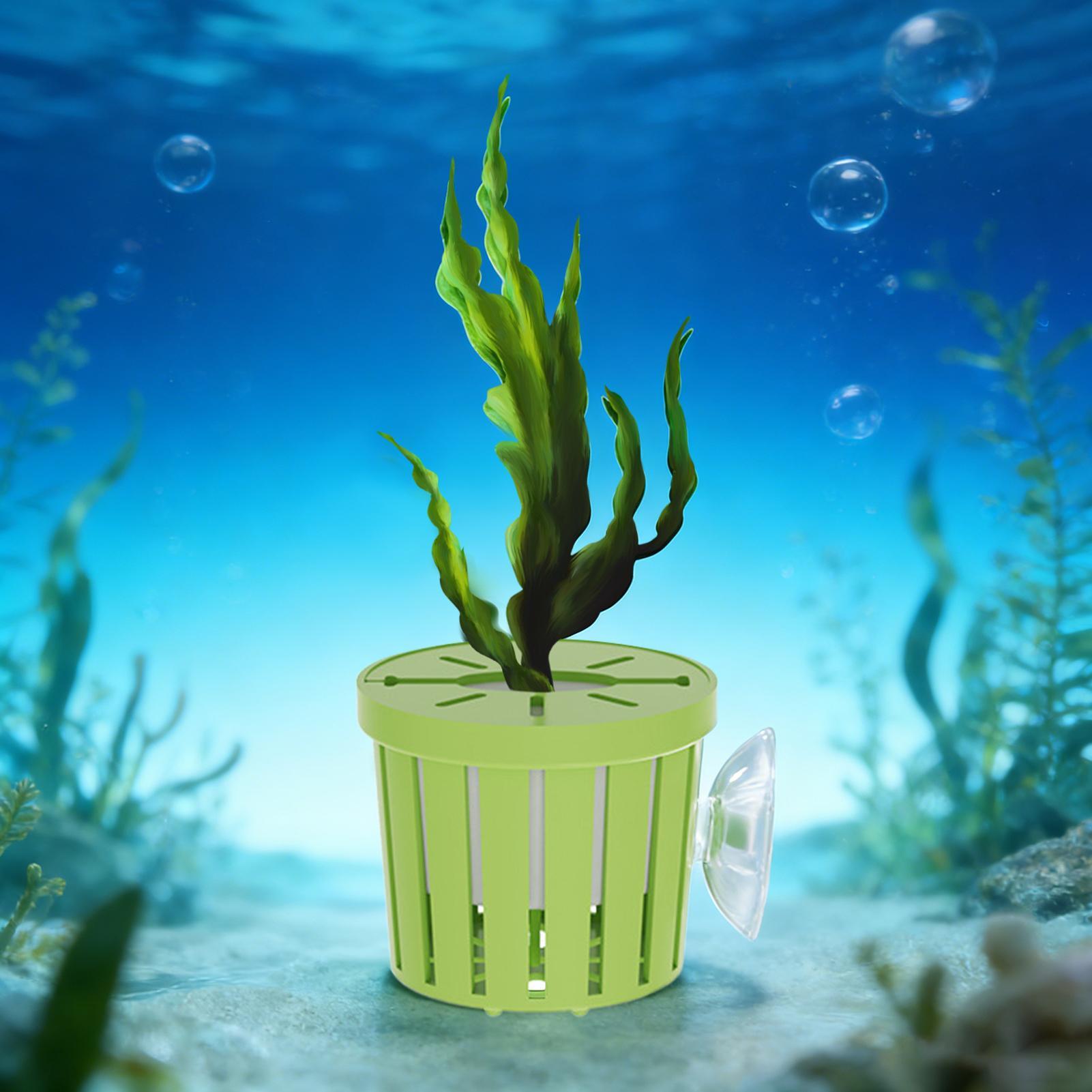 4 Pieces Hydroponic Plant Bask - مراجعة Aquarium Planted Background وسعره