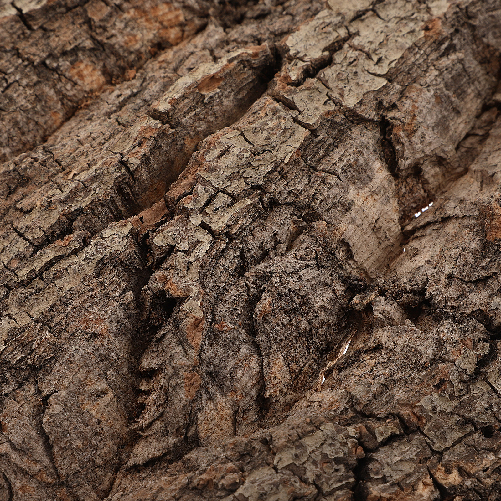 Natural Cork Bark Background B - مراجعة Aquarium Planted Background وسعره