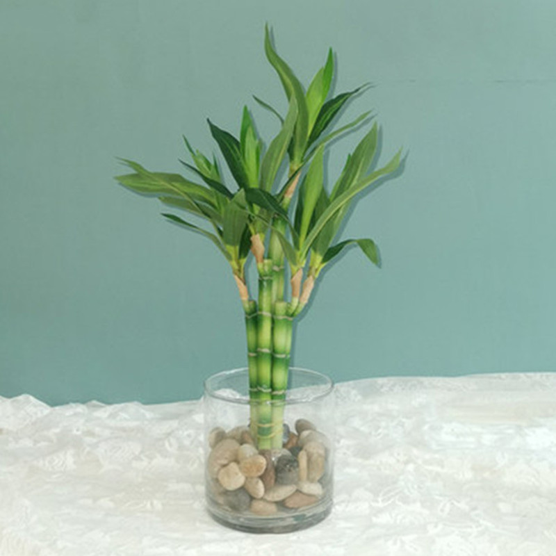 New 40cm rFtificial Lucky Bamb - مراجعة Aquarium Planted Tank وسعره
