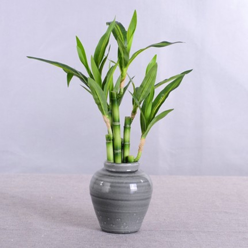 New 40cm rFtificial Lucky Bamb - مراجعة Aquarium Planted Tank وسعره