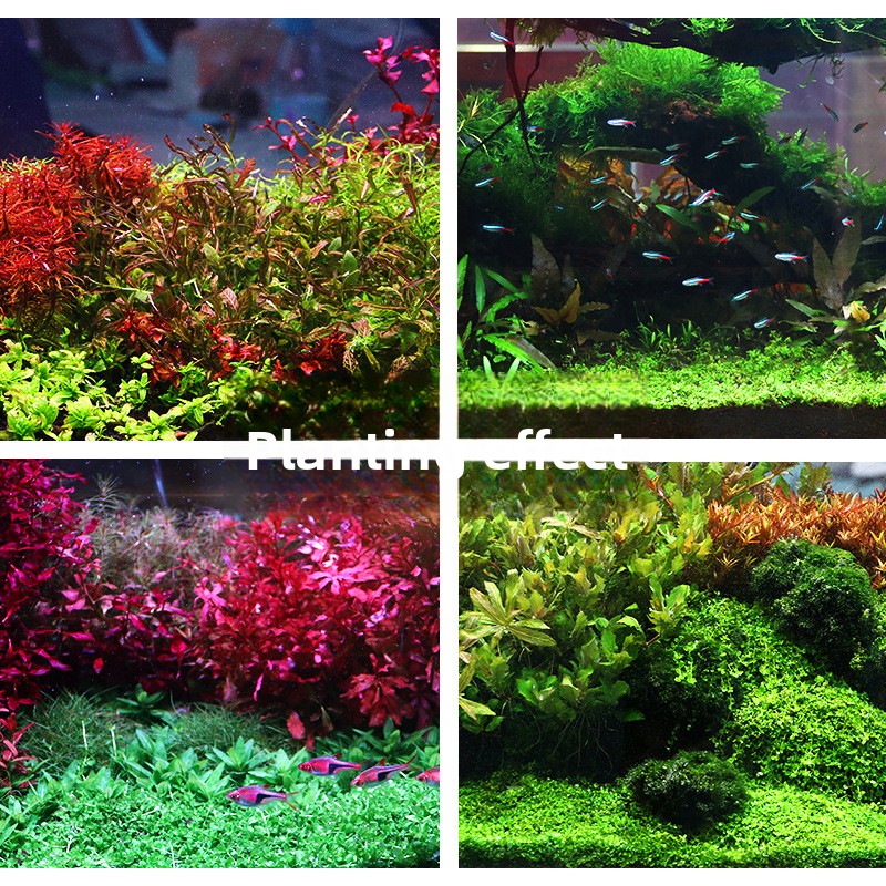 SYSENCIAGA Planted Aquarium Su - مراجعة Aquarium Plant Fertilizer وسعره