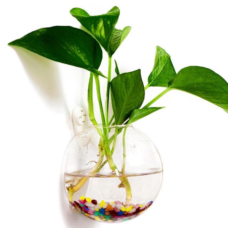 Creative Wall Mounted Glass Va - مراجعة Aquarium Plant Vine وسعره