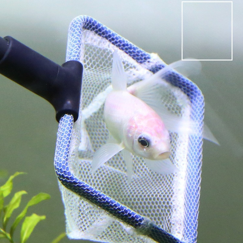 Aquarium Cleaning Tool Set Mul - مراجعة Planted Aquarium Tool Kit وسعره