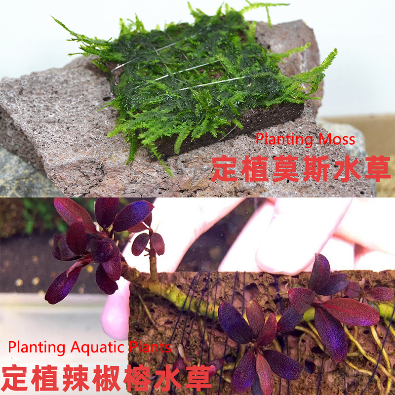 Volcanic Aquarium Decoration F - مراجعة Aquarium Planted Background وسعره