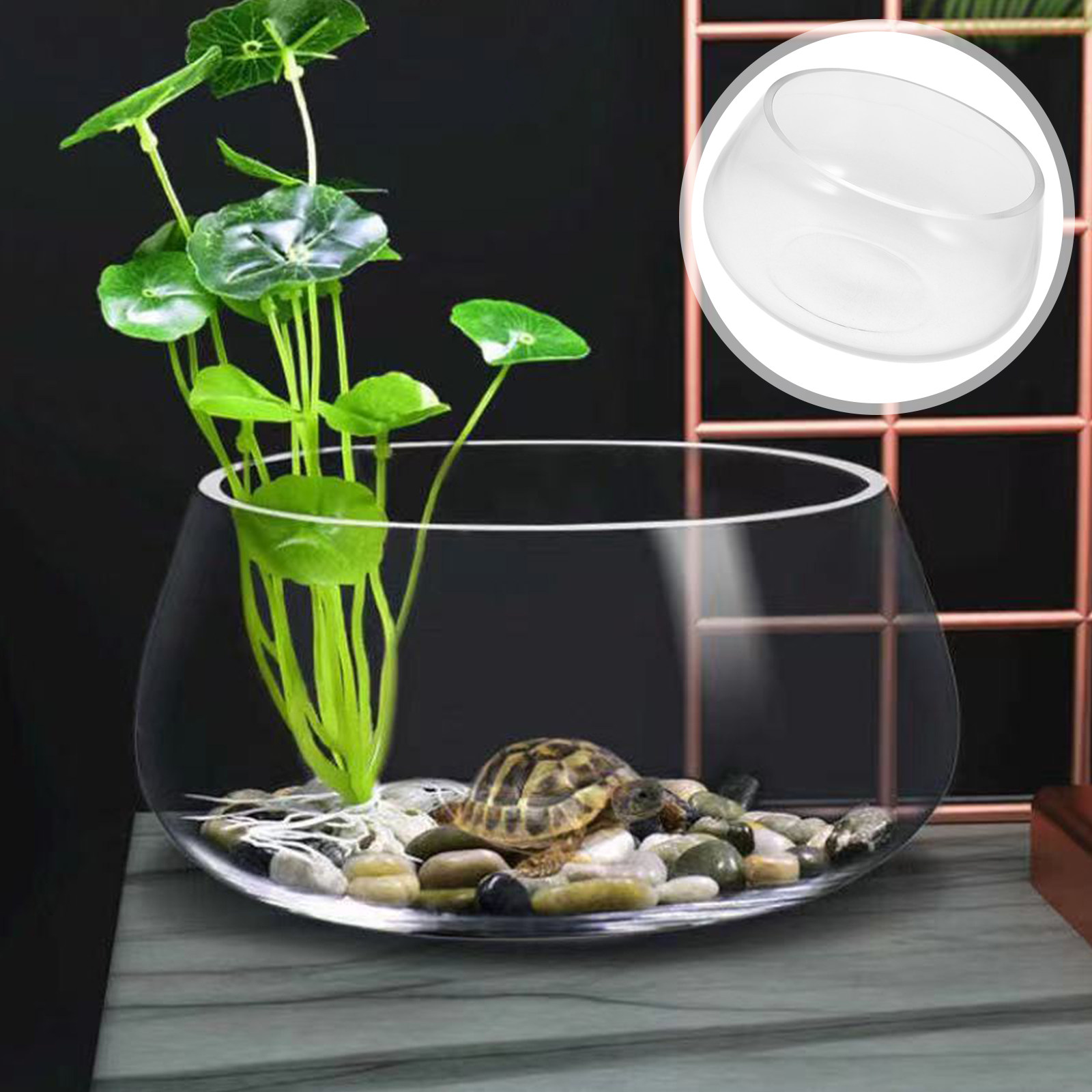 Round Mini Aquarium Tank Clear - مراجعة Planted Aquarium Bowl وسعره