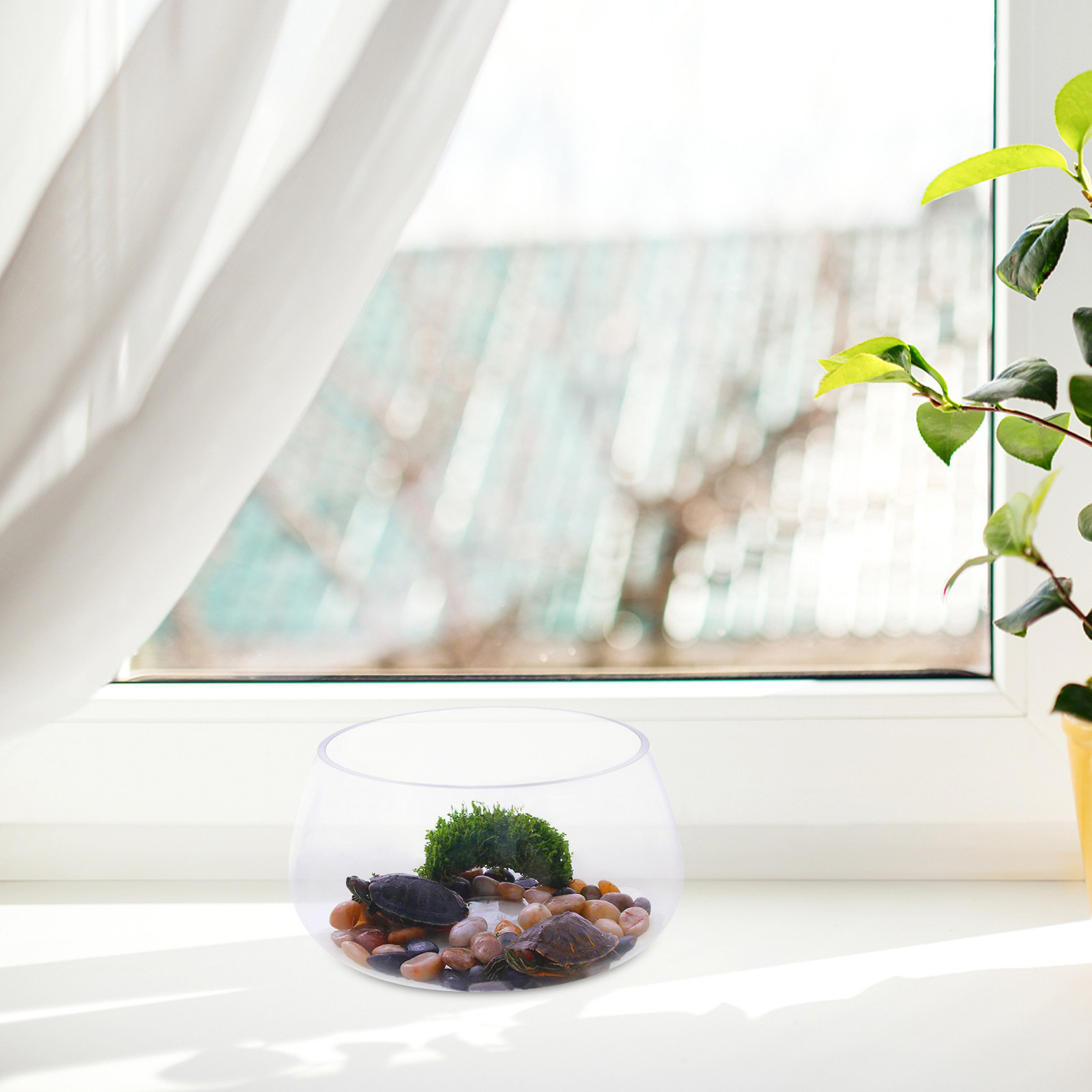 Round Mini Aquarium Tank Clear - مراجعة Planted Aquarium Bowl وسعره