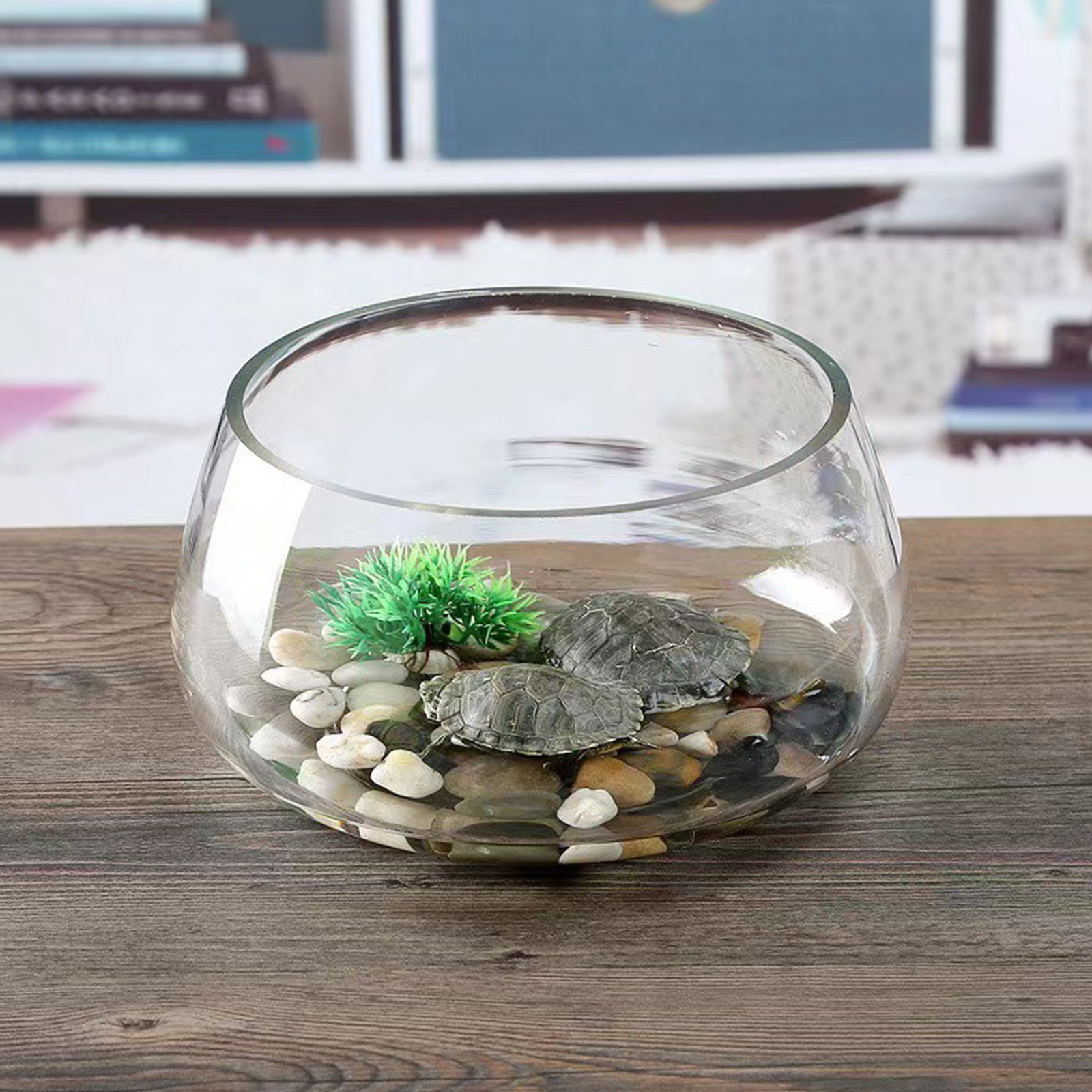Round Mini Aquarium Tank Clear - مراجعة Planted Aquarium Bowl وسعره