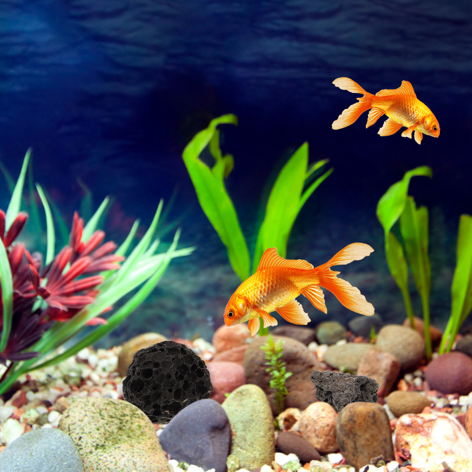 Volcanic Rock Ornaments Natura - مراجعة Planted Aquarium With Rocks وسعره