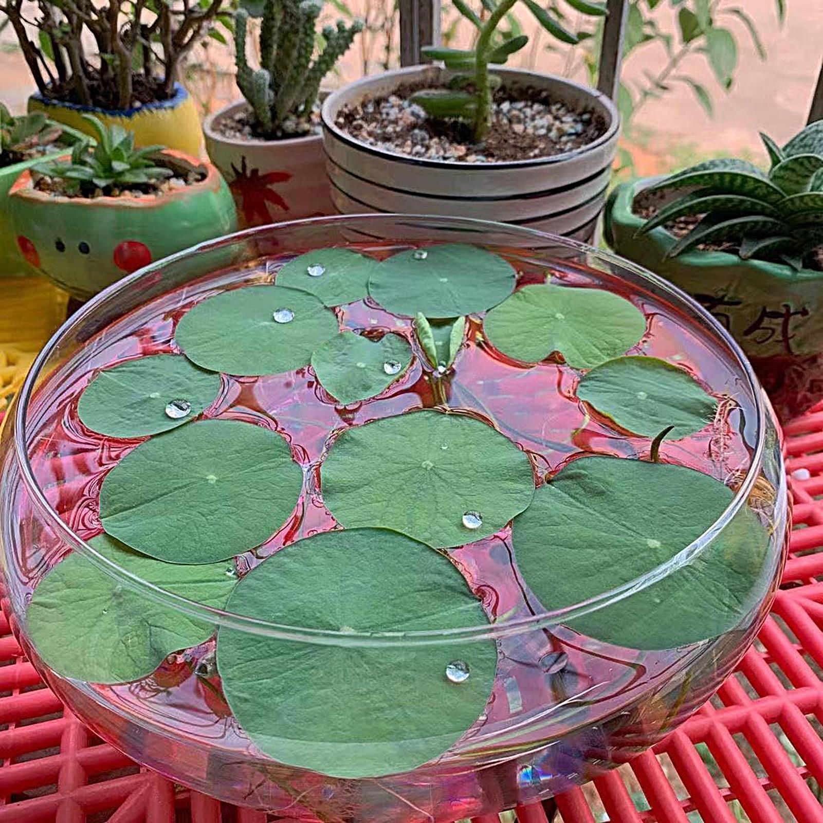 Fish Glass Bowl Glass Large Hy - مراجعة Planted Aquarium With Fish وسعره