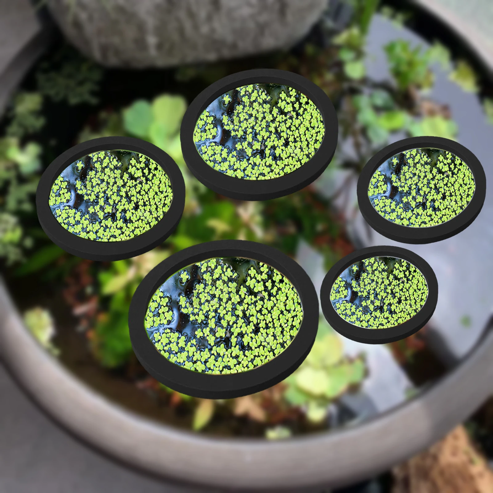 5Pcs EVA Fish Feeding Ring Aqu - مراجعة Planted Aquarium With Fish وسعره