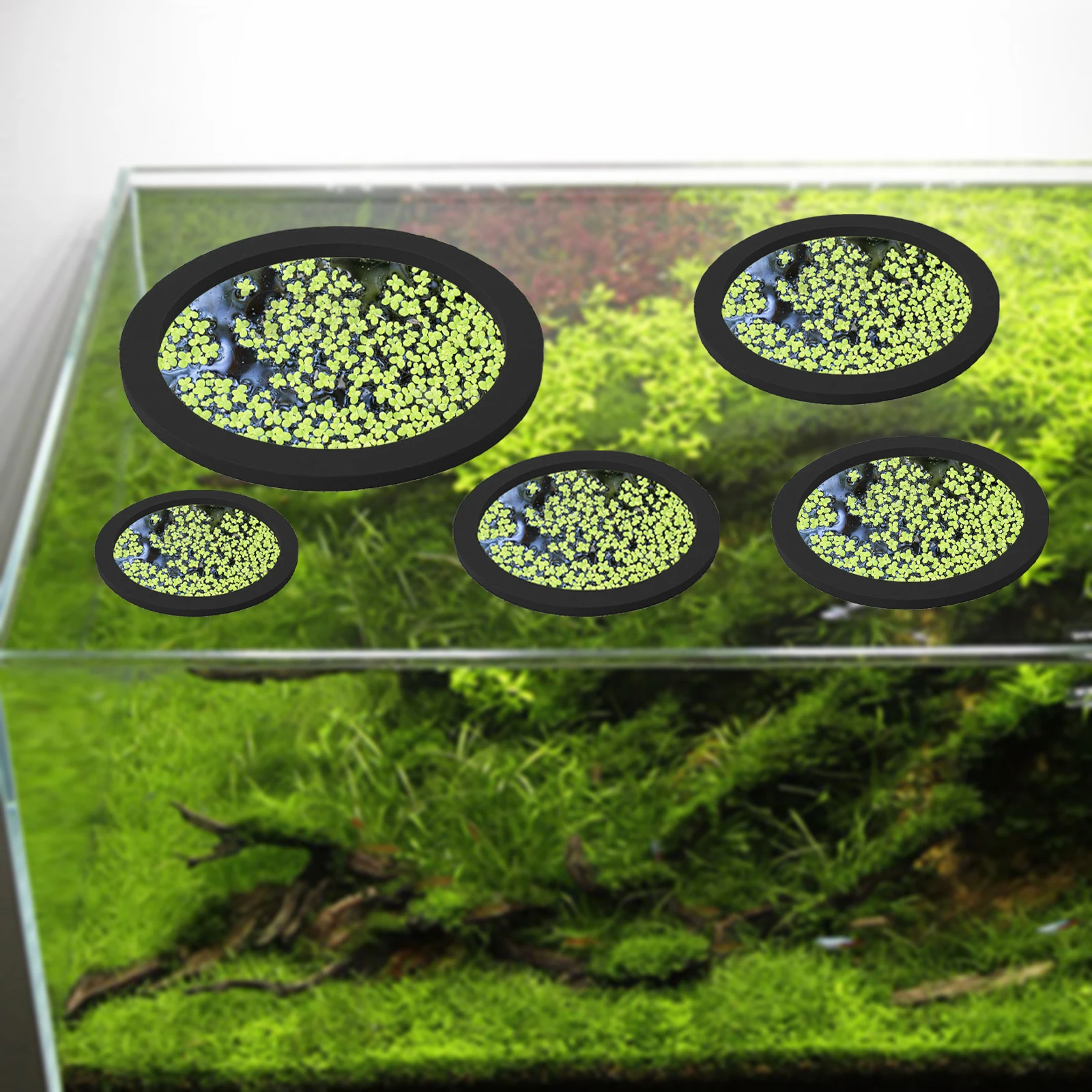 5Pcs EVA Fish Feeding Ring Aqu - مراجعة Planted Aquarium With Fish وسعره