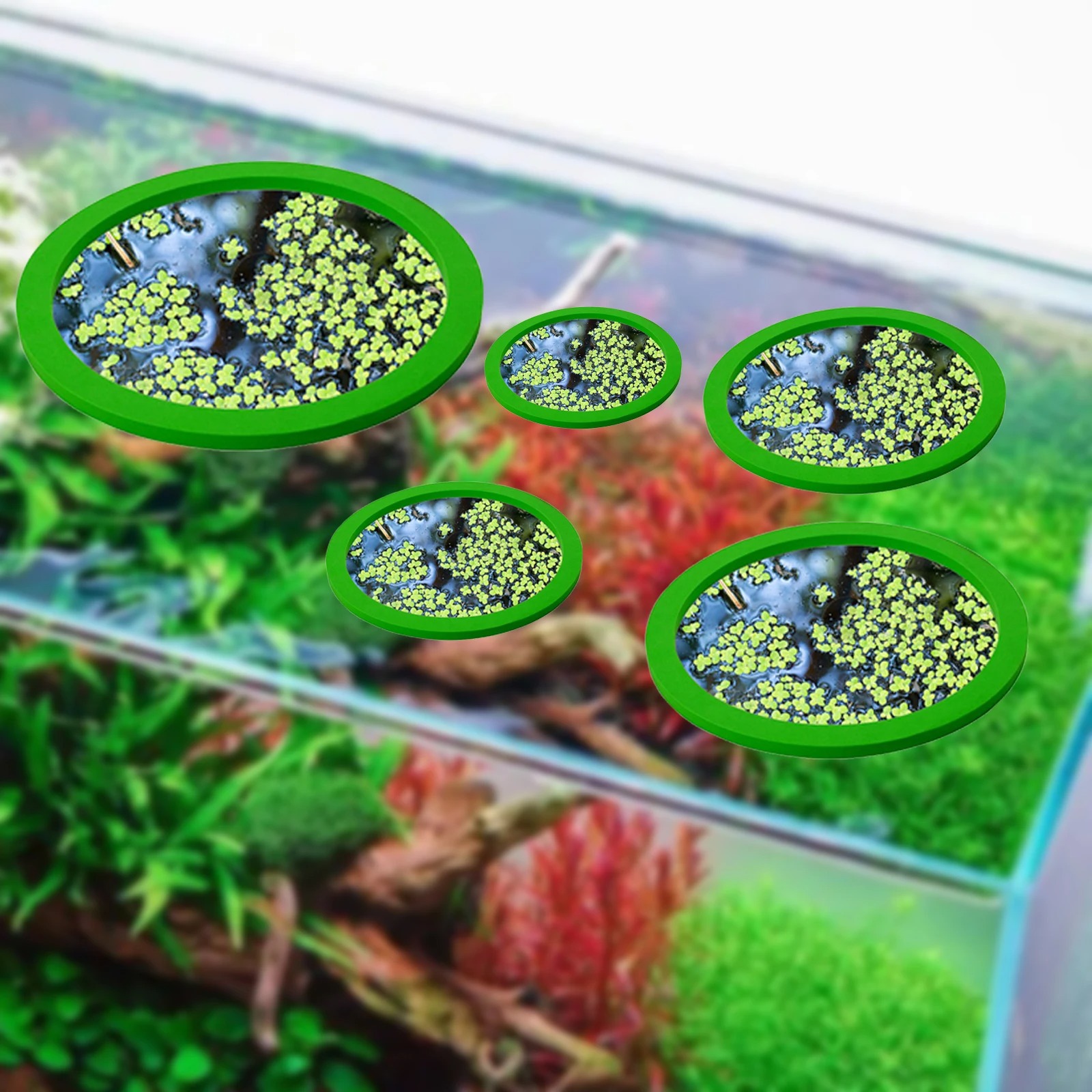 5Pcs EVA Fish Feeding Ring Aqu - مراجعة Planted Aquarium With Fish وسعره
