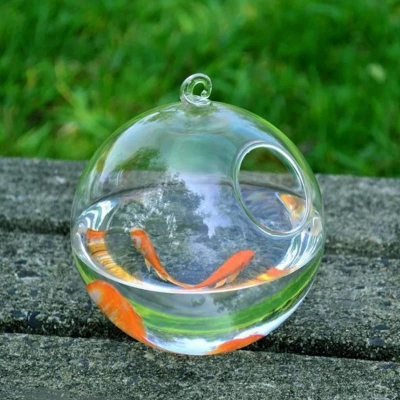 Transparent Spherical Glass Ha - مراجعة Planted Aquarium Bowl وسعره