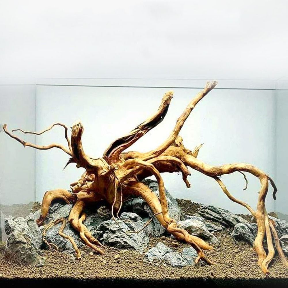 20-25CM Large Aquarium Driftwo - مراجعة Planted Aquarium Bowl وسعره