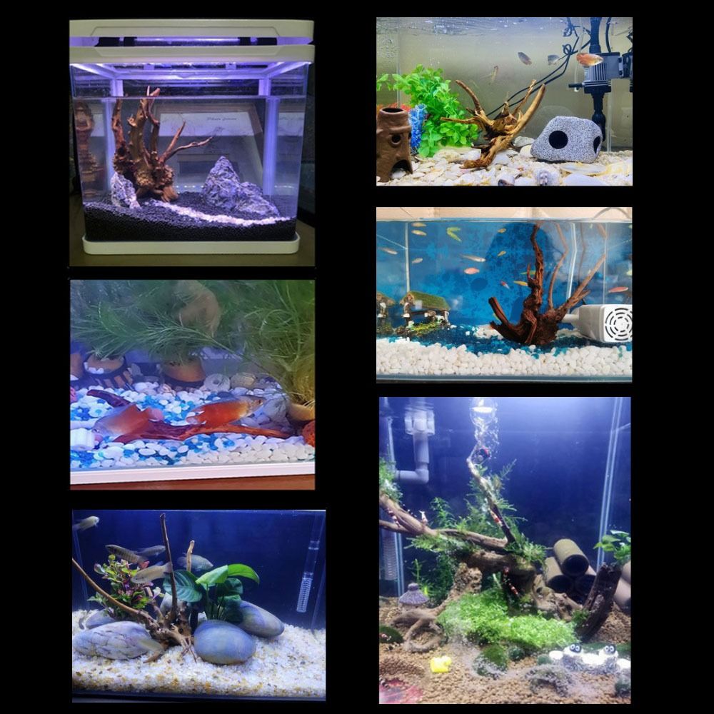 20-25CM Large Aquarium Driftwo - مراجعة Planted Aquarium Bowl وسعره
