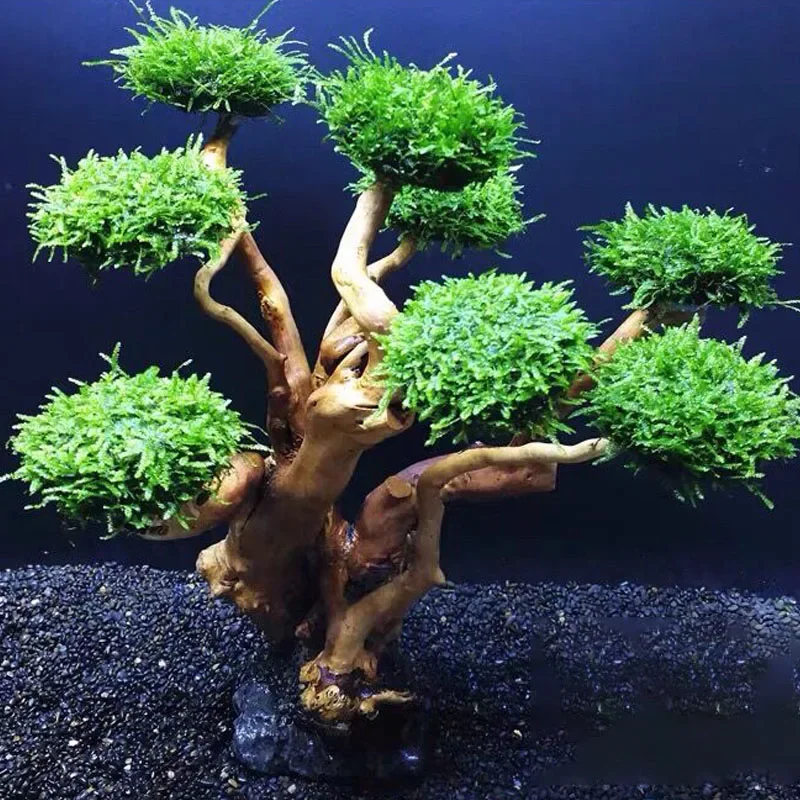 Fish Tank Plant Moss Tree Deco - مراجعة Planted Aquarium Without Fish وسعره