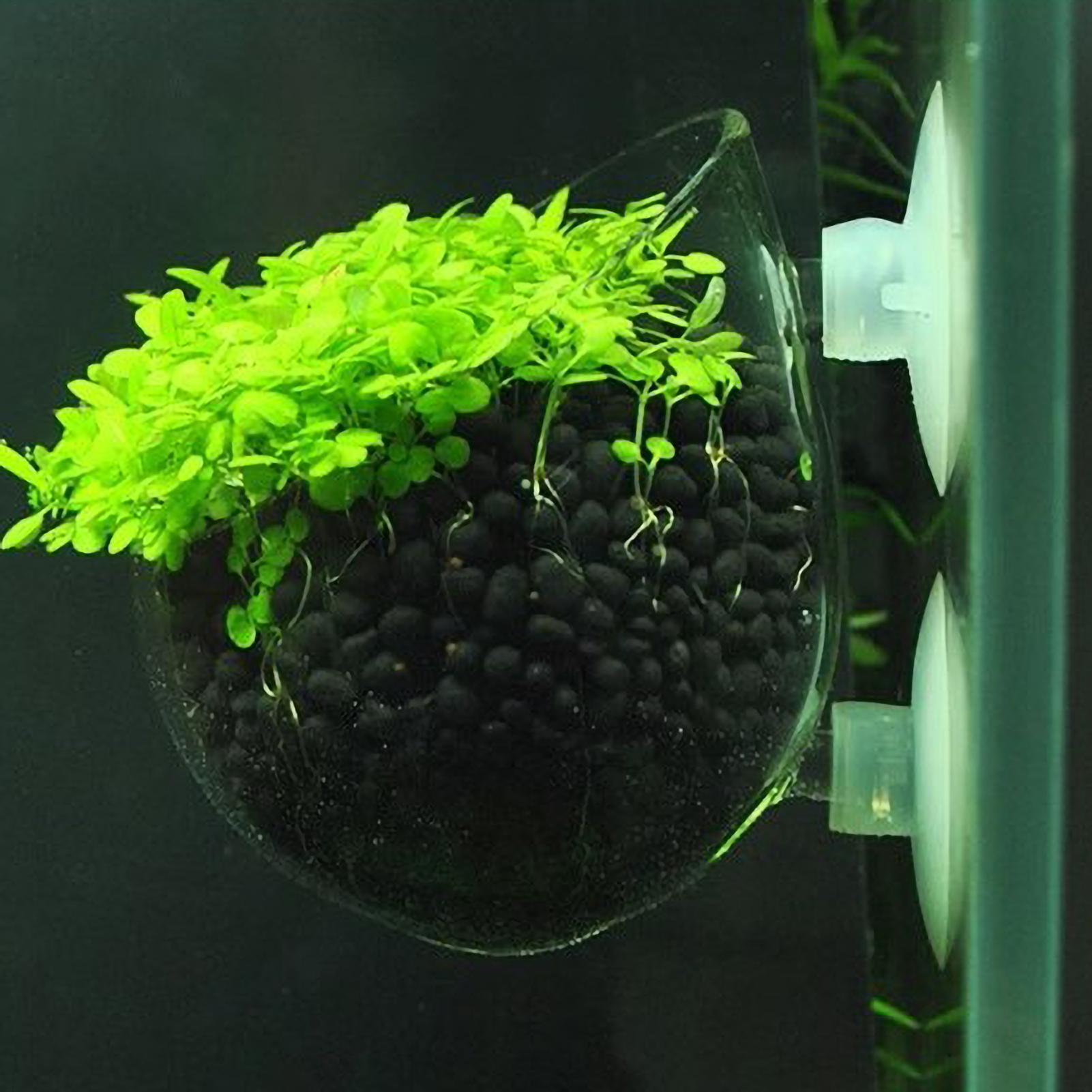 Aquarium Glass Plant Pot with  - مراجعة Aquarium Plant Vine وسعره