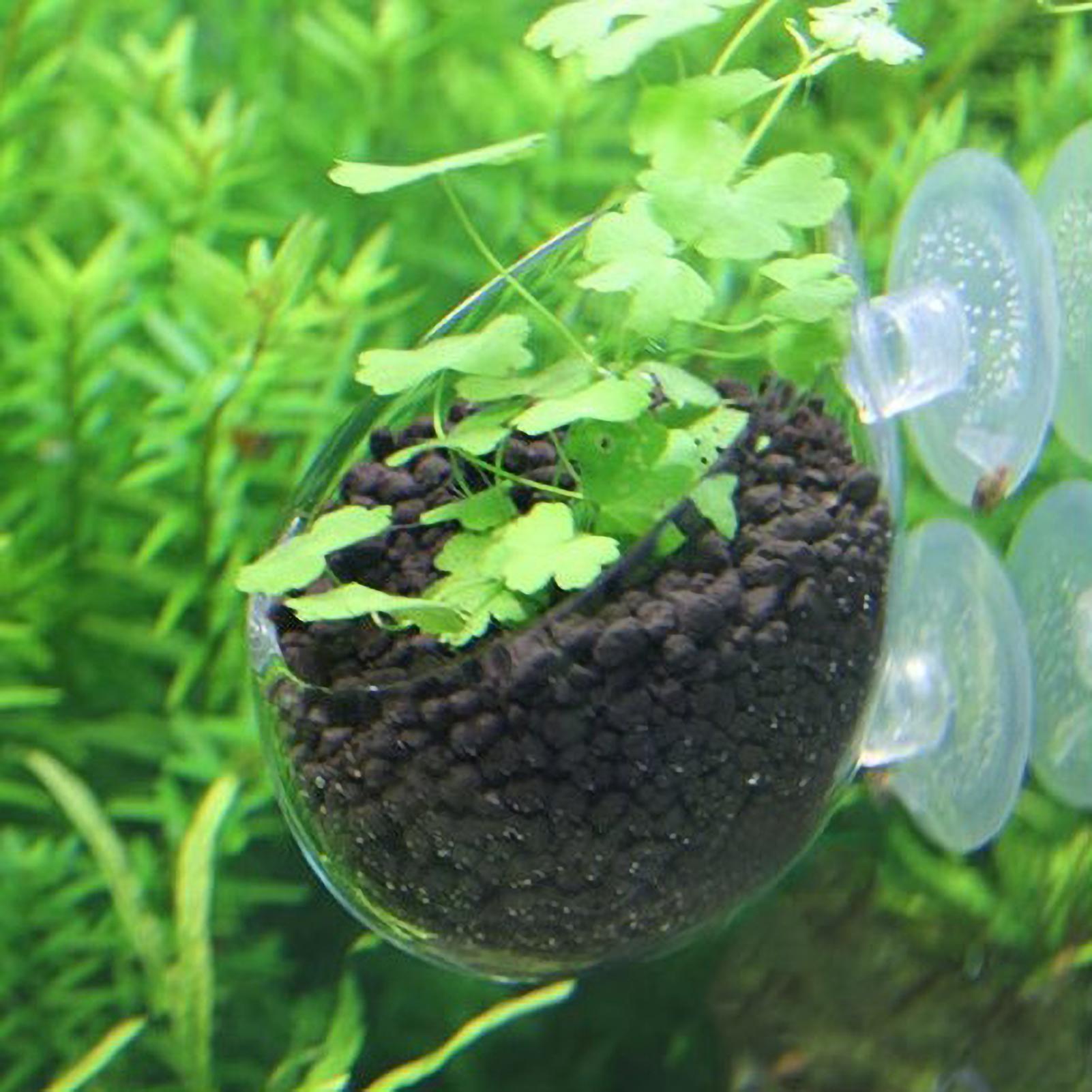 Aquarium Glass Plant Pot with  - مراجعة Aquarium Plant Vine وسعره