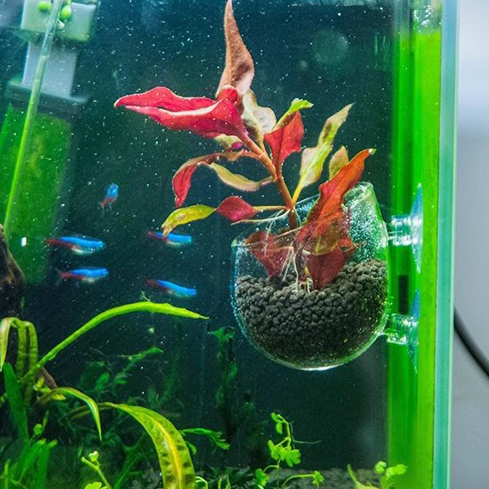 Aquarium Glass Plant Pot with  - مراجعة Aquarium Plant Vine وسعره