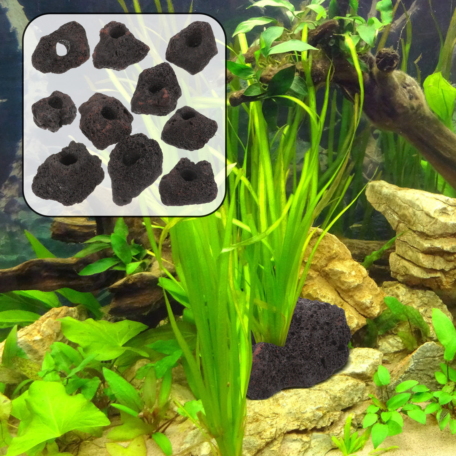 10Pcs Volcanic Rocks Fixed Rin - مراجعة Planted Aquarium With Rocks وسعره