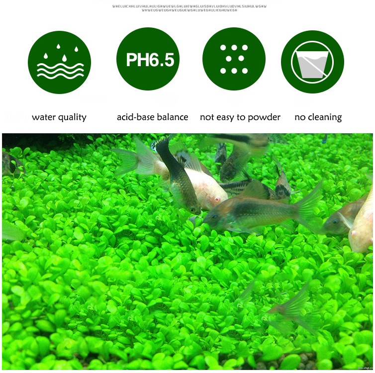 Aquarium Plant Seeds Soil Fish - مراجعة Planted Aquarium With Fish وسعره