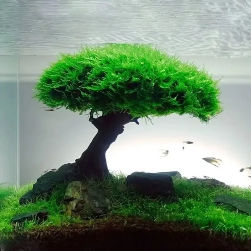 Aquarium Decoration Plant Moss - مراجعة Planted Aquarium Without Fish وسعره