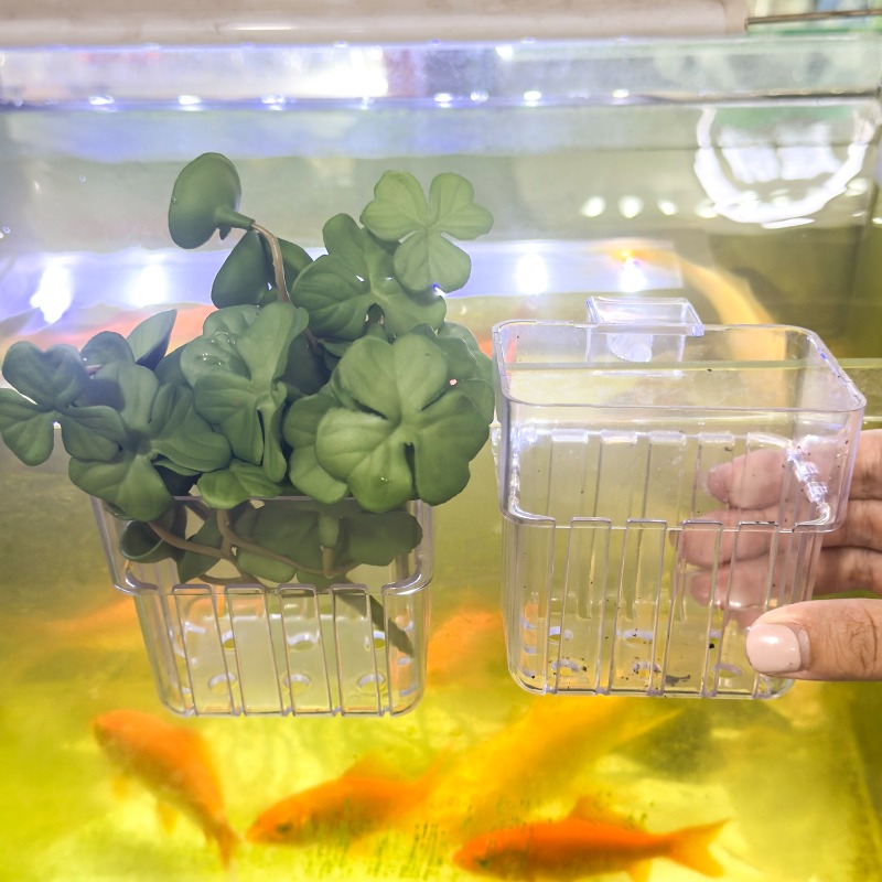 1/5pcs Aquarium Decoration Pla - مراجعة Planted Aquarium With Fish وسعره