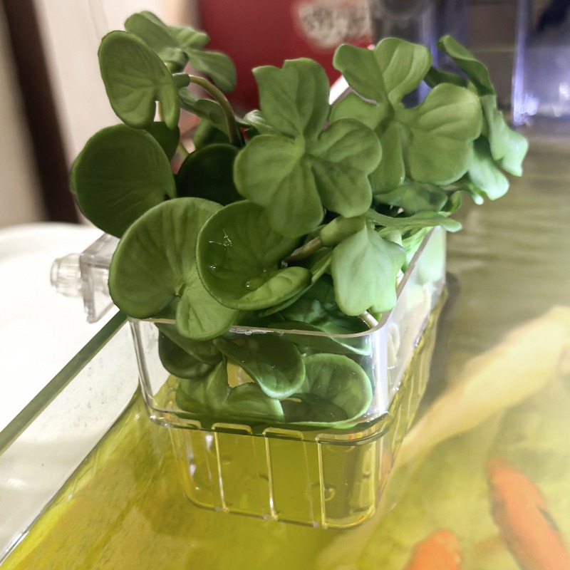 1/5pcs Aquarium Decoration Pla - مراجعة Planted Aquarium With Fish وسعره