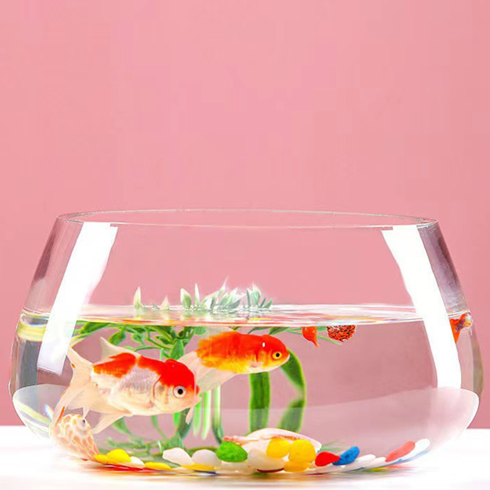 Round Mini Aquarium Transparen - مراجعة Aquarium Planted Shop وسعره