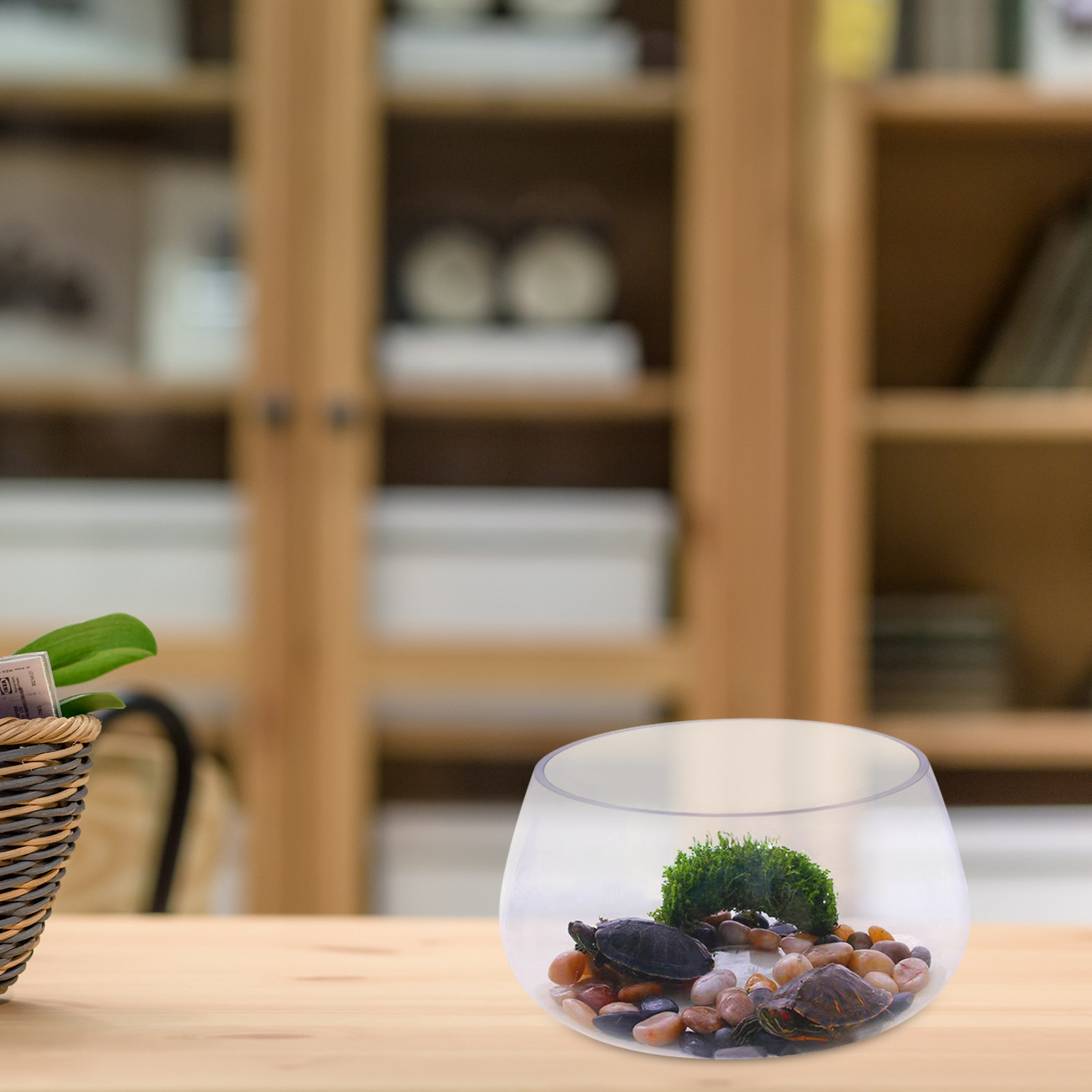 Round Mini Aquarium Transparen - مراجعة Aquarium Planted Shop وسعره