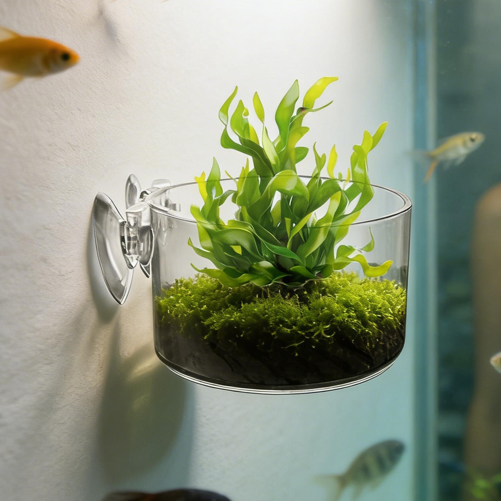 Aquarium Plant Holder Acrylic  - مراجعة Aquarium Planted Background وسعره